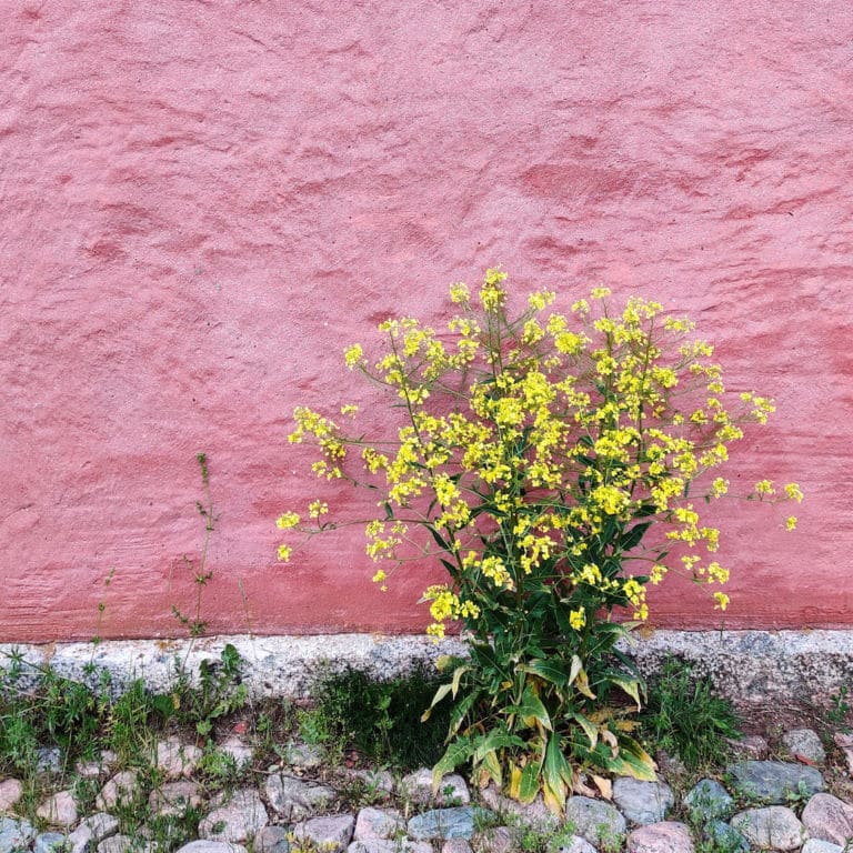 Keltainen kukka vaaleanpunaisen seinän edessä.